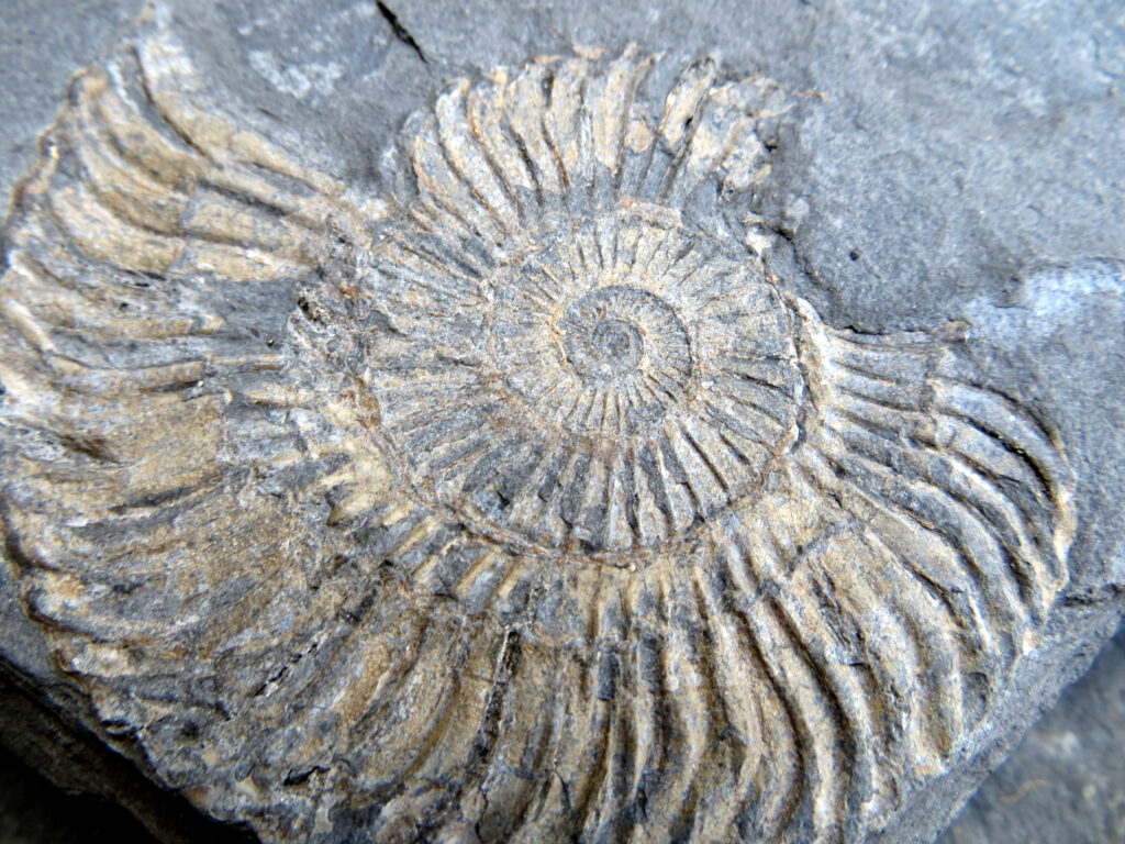 Fossil ammonite close up